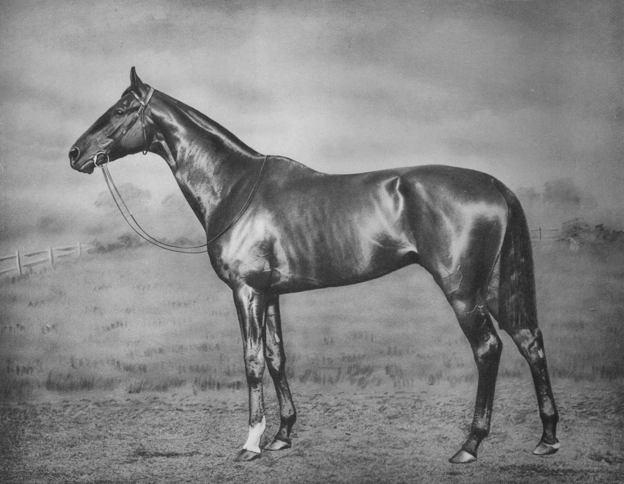 Polimelus, 1902-1924, 1911 autorstwa Unbekannt
