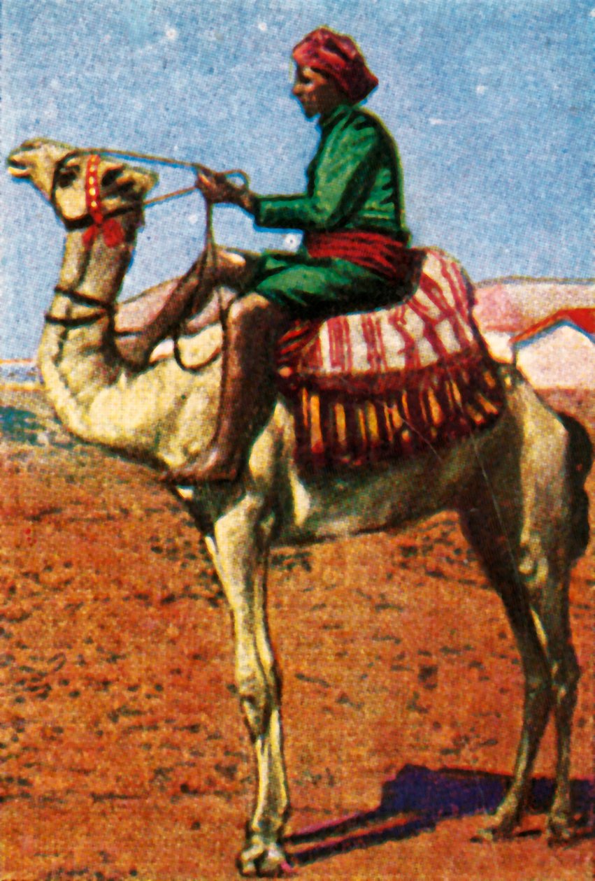 Poczta dostarczona przez wielbłąda, Arabia, c1928. autorstwa Unbekannt