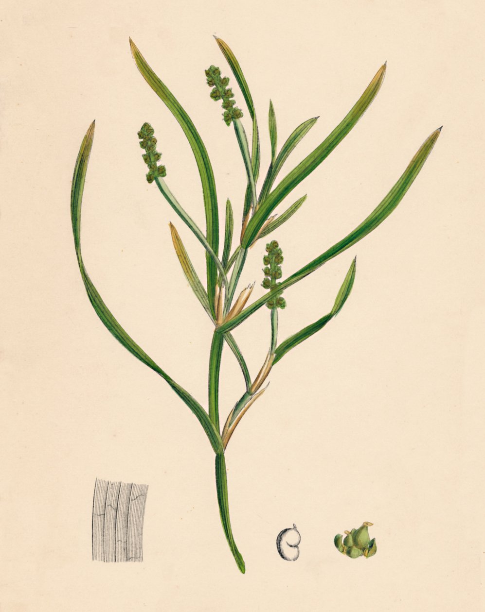 Potamogeton zosterifolius. rdestnica trawiasta, XIX w. autorstwa Unbekannt