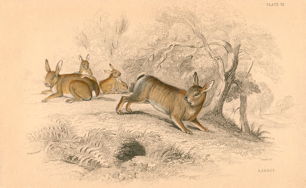 Królik Oryctolagus cuniculus, 1828 autorstwa Unbekannt