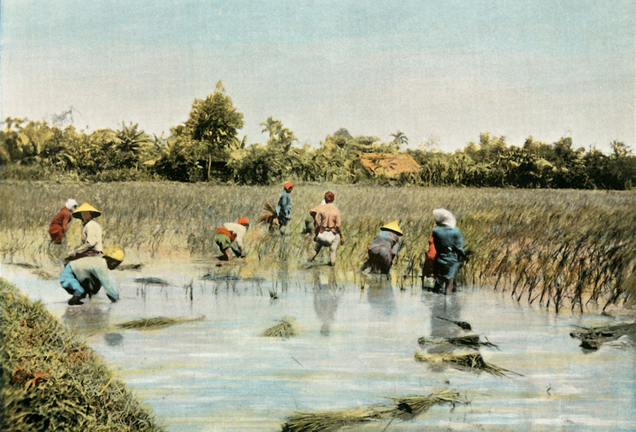 Zbiór ryżu, 1900. autorstwa Unbekannt