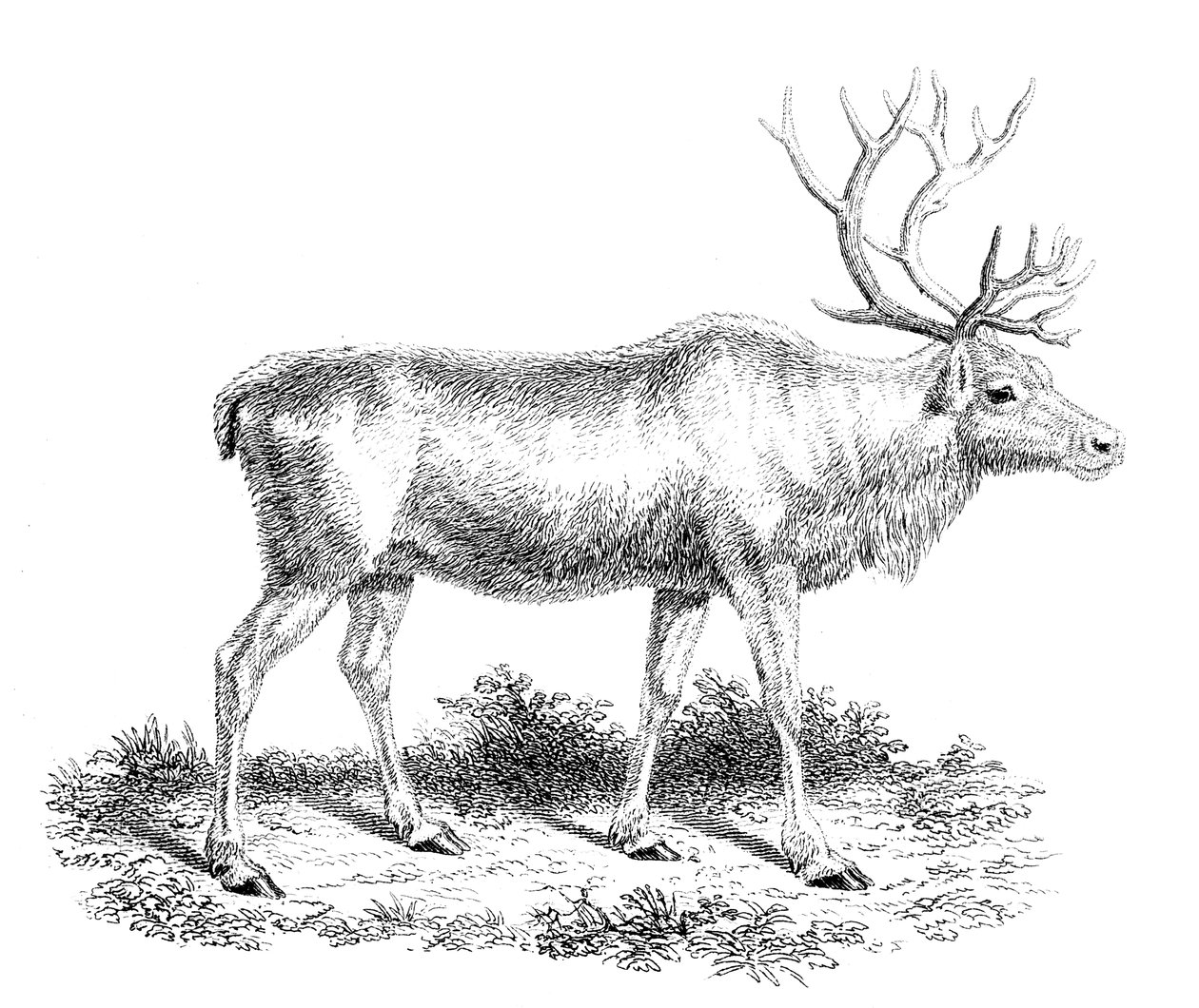Renifer, XIX w. autorstwa Unbekannt