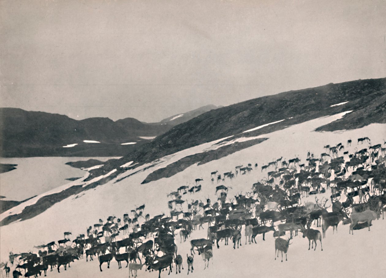 Renifer w górach, 1914. autorstwa Unbekannt