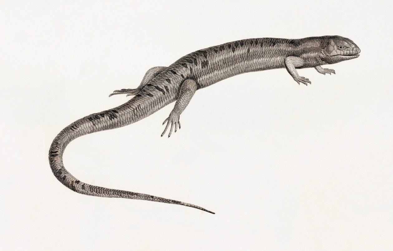 Gady: gigantyczne anole autorstwa Unbekannt