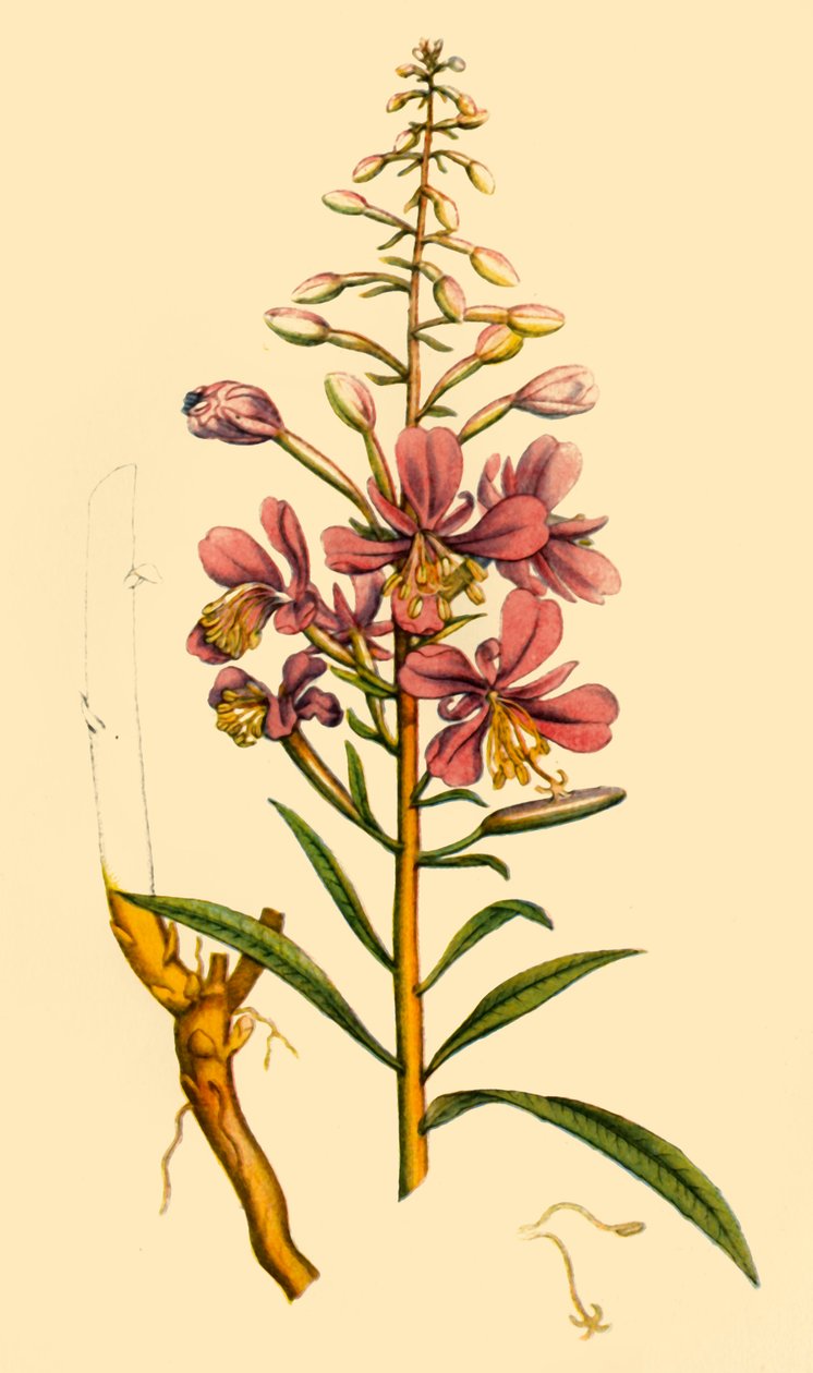 „Rosebay Willowherb”, koniec XVIII-początek XIX wieku, 1944. autorstwa Unbekannt
