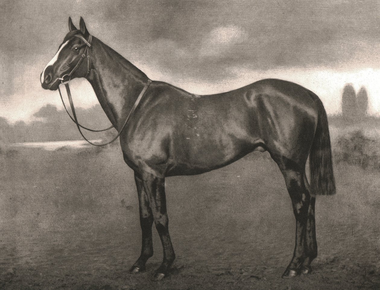 Ross, 1911. autorstwa Unbekannt