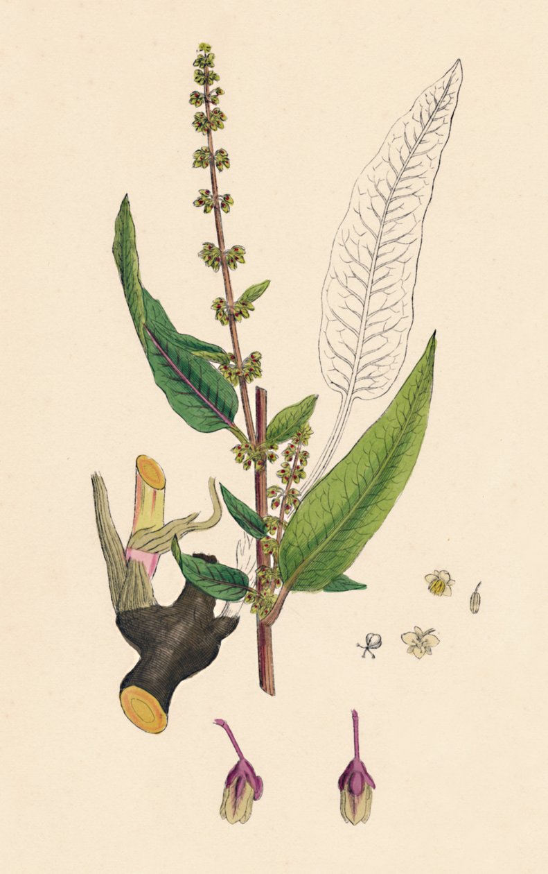Rumex sanguineus. Zakrwawiony dok, XIX w. autorstwa Unbekannt