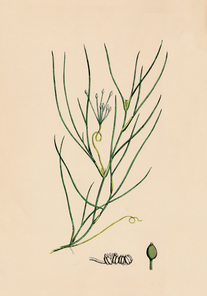 Ruppia spiralis. Większa rupia, XIX w. autorstwa Unbekannt