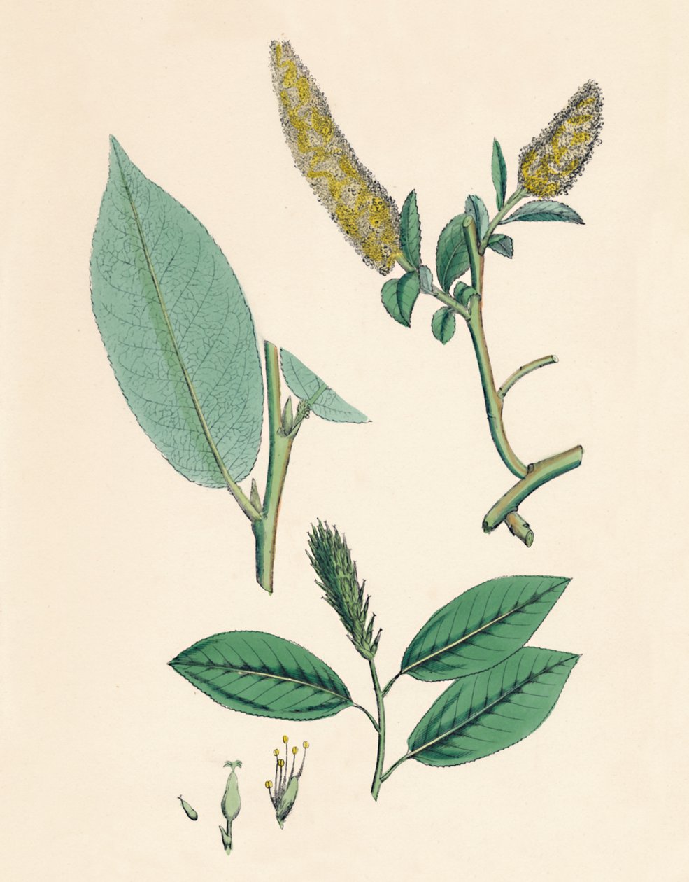 Salix pentandra. Wierzba laurowa, XIX w. autorstwa Unbekannt