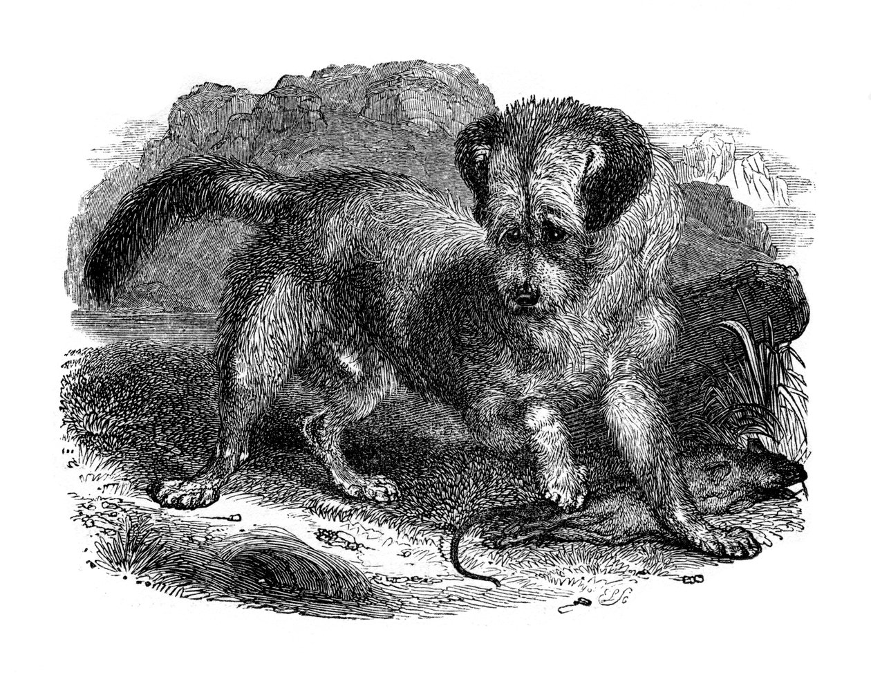 Terr szkocki, 1848 autorstwa Unbekannt