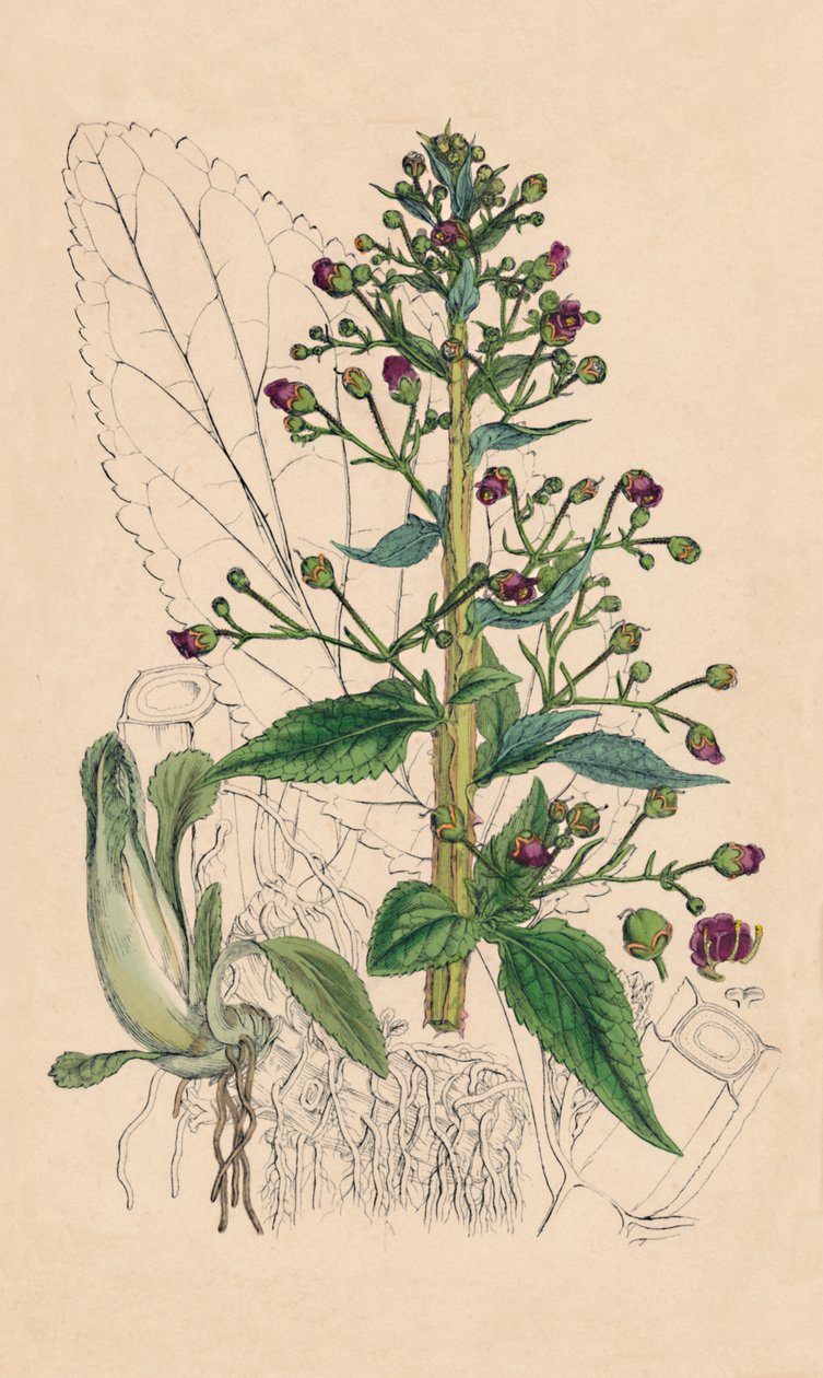 Scrophularia Ehrharti. Beton wodny Ehrharta, XIX w. autorstwa Unbekannt