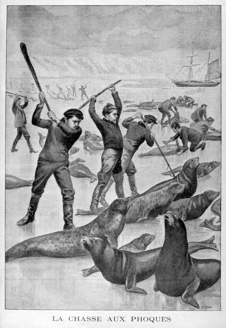 Polowanie na foki, Nowa Fundlandia, 1902 autorstwa Unbekannt