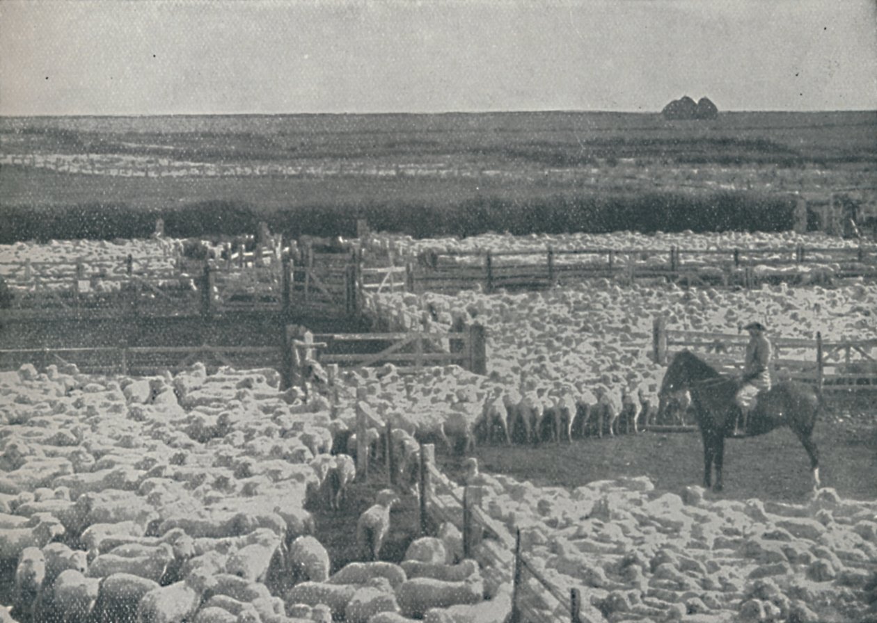 Owczarnie w Australii, 1910 autorstwa Unbekannt