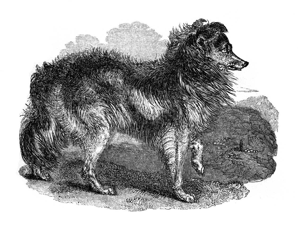 Pies pasterski, 1848 autorstwa Unbekannt