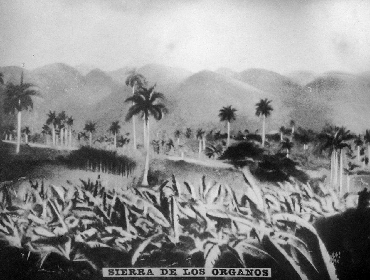 Sierra de los Organos, 1896, 1920 autorstwa Unbekannt