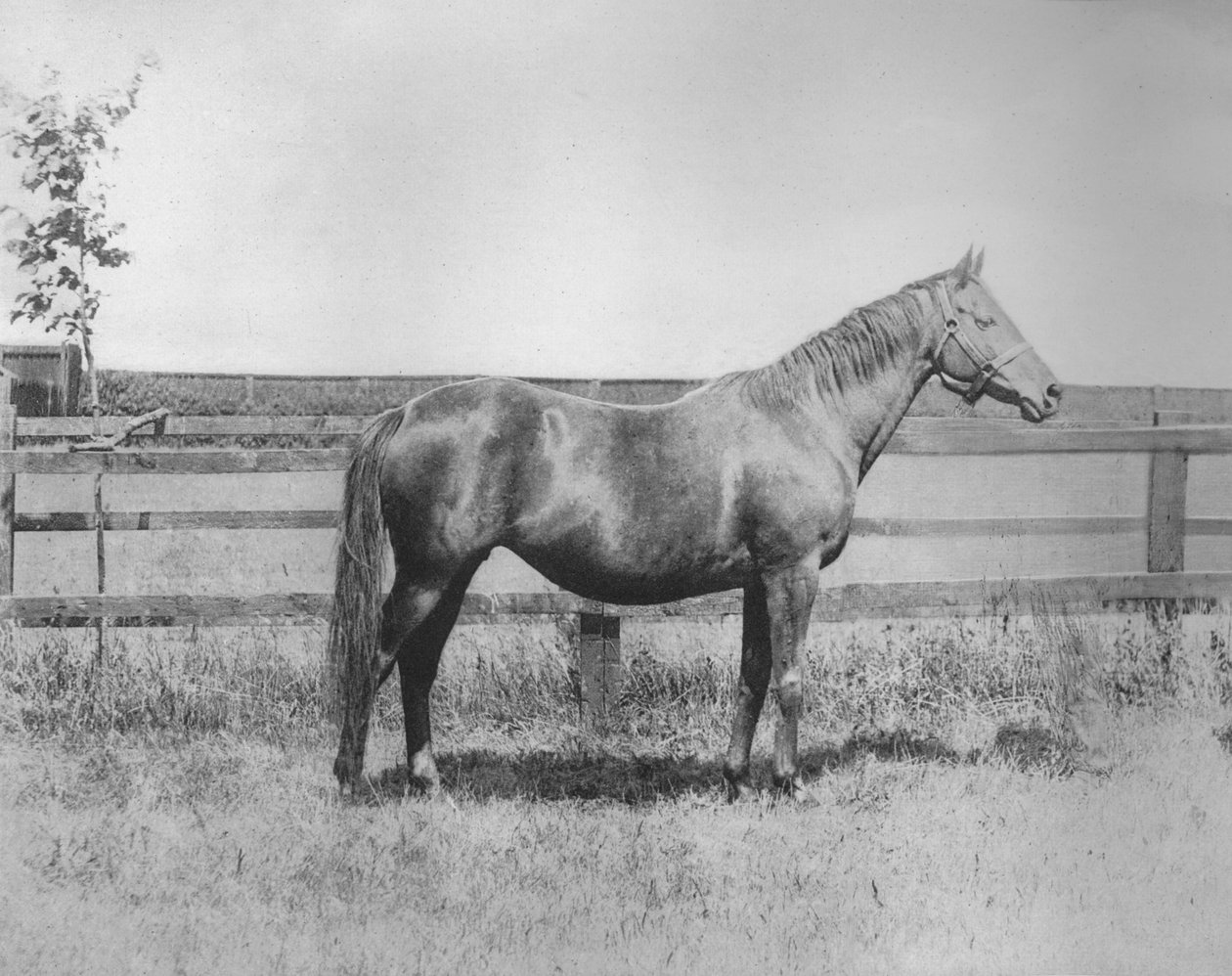 Panna, 1911 autorstwa Unbekannt