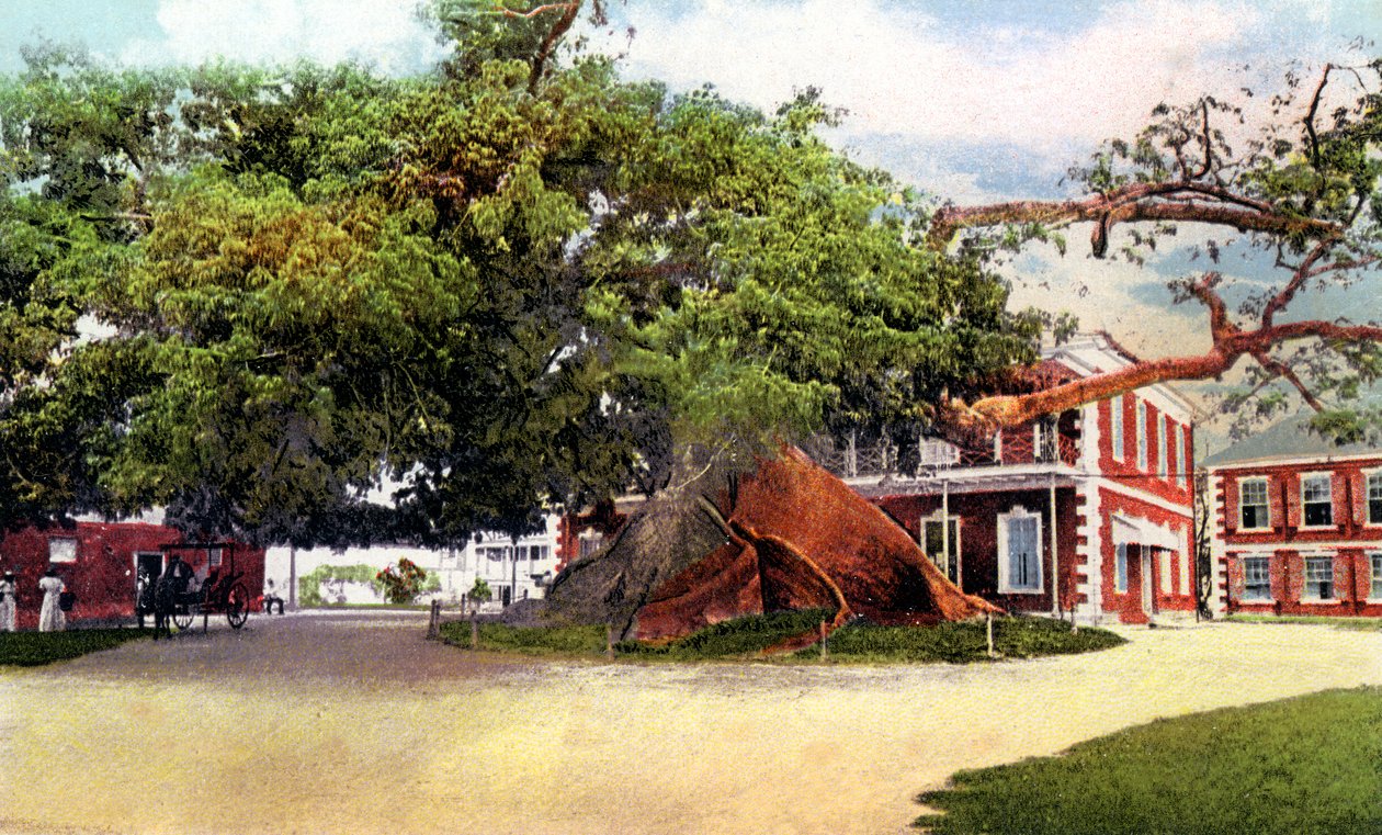 Silk Cotton Tree, Nassau, New Providence, Bahamy, c1900 autorstwa Unbekannt