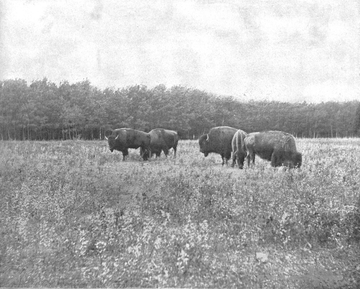 Silver Heights, Winnipeg, Kanada, ok. 1900. autorstwa Unbekannt