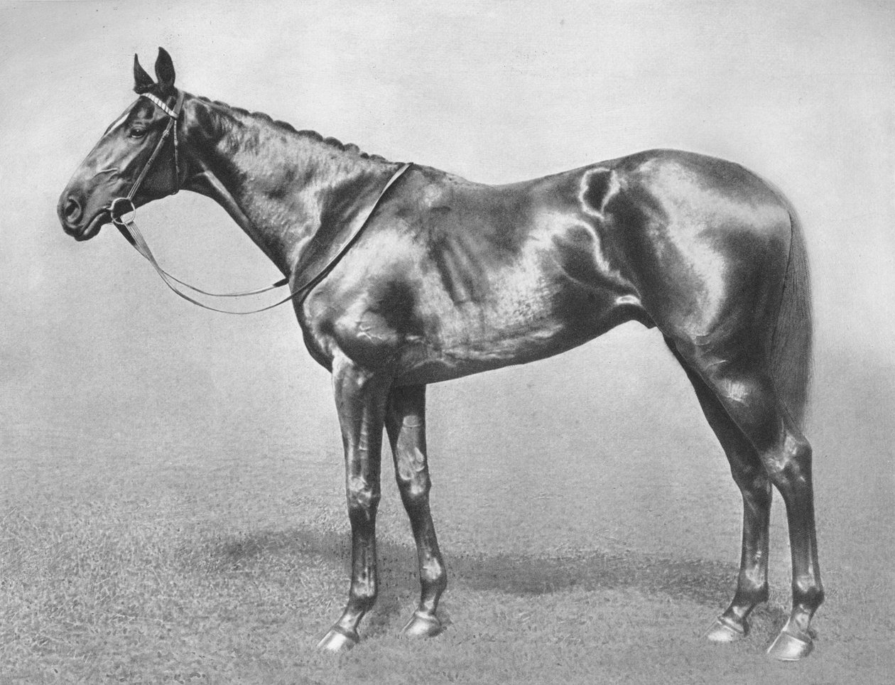 Sir Archibald, 1911 autorstwa Unbekannt