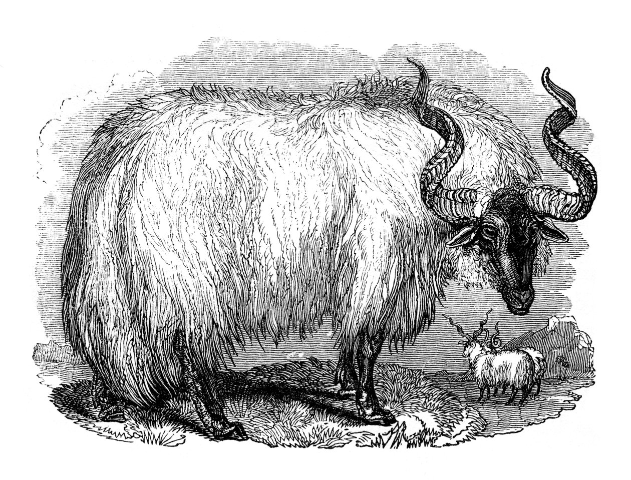 Hiszpańska owca, 1848 autorstwa Unbekannt