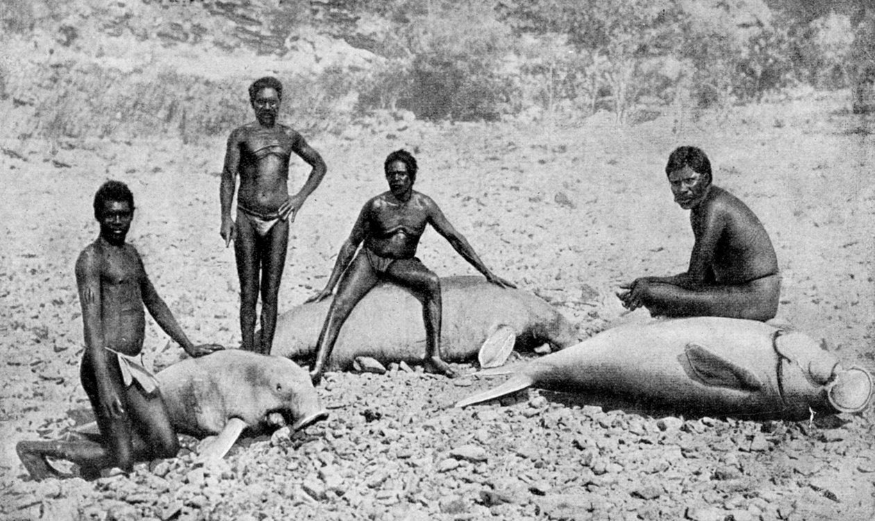 Speared manatee, północno-zachodnia Australia, 1922 autorstwa Unbekannt