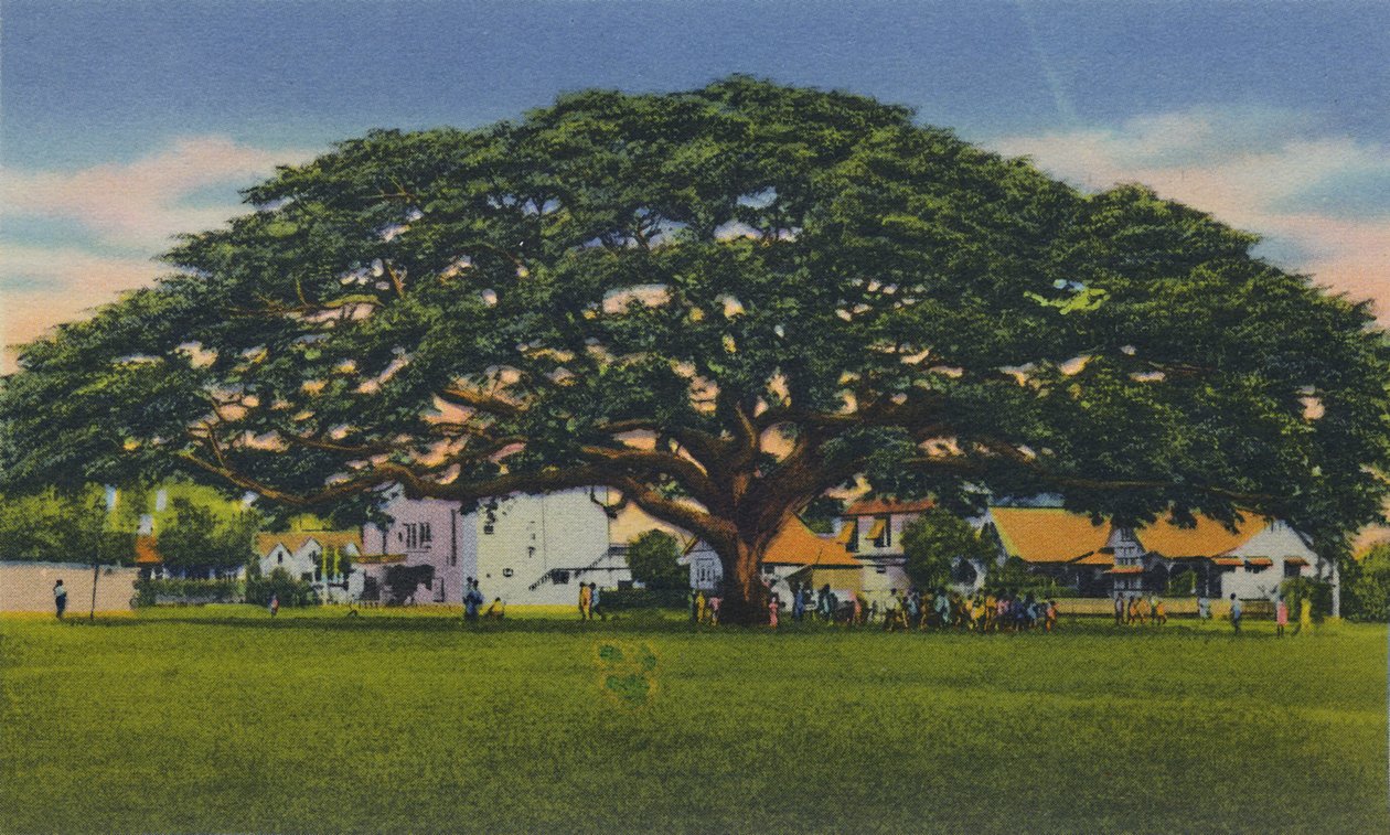 Rozprzestrzeniające się samoańskie drzewo, Trynidad, BWI, c1940. autorstwa Unbekannt
