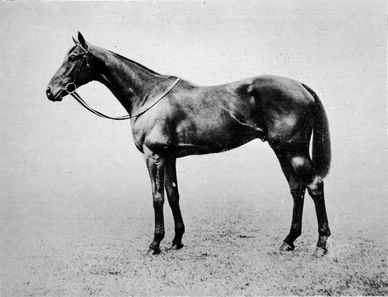 Swynford, 1907-1928, 1911 autorstwa Unbekannt