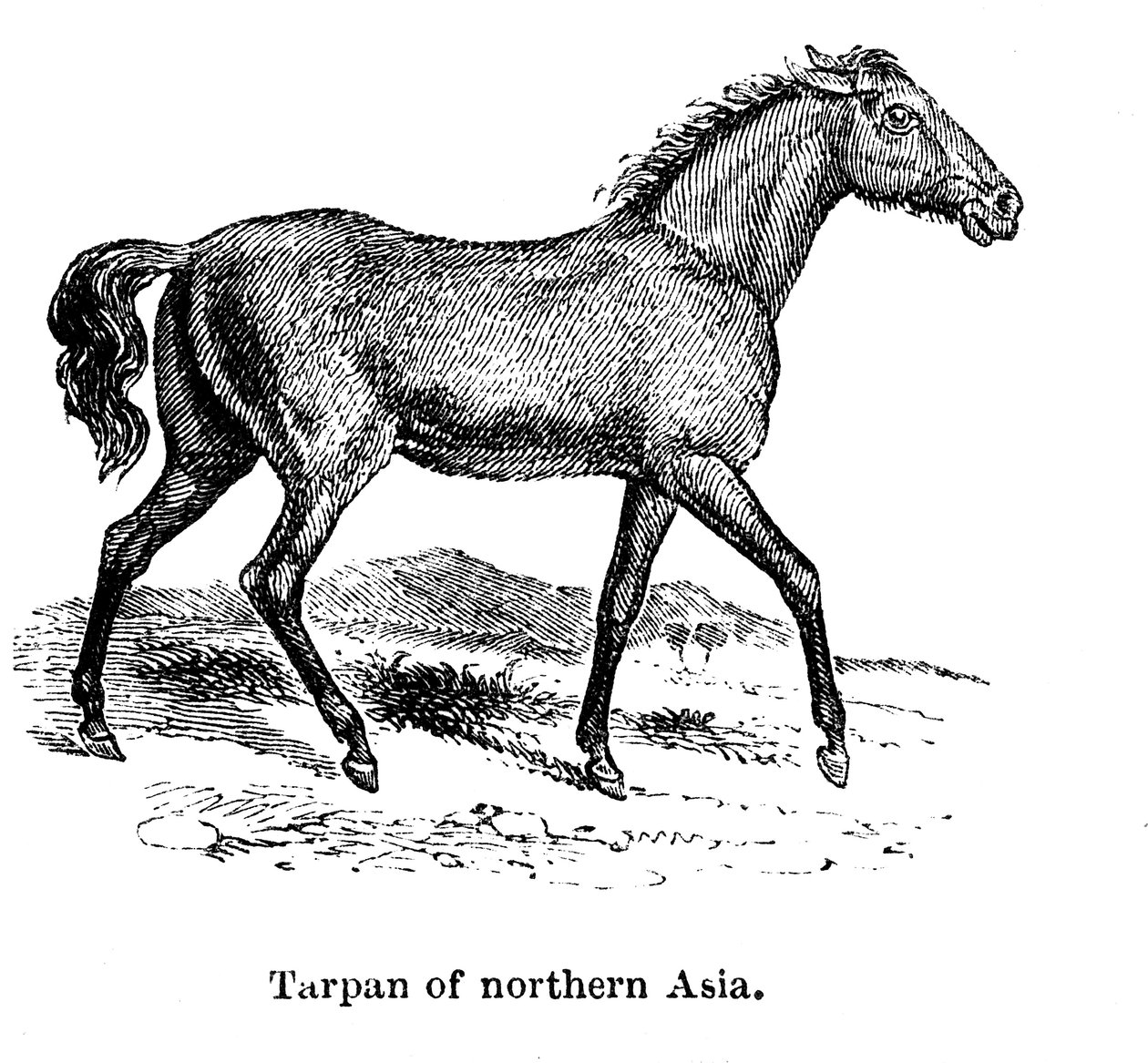 Tarpan, 1850 autorstwa Unbekannt
