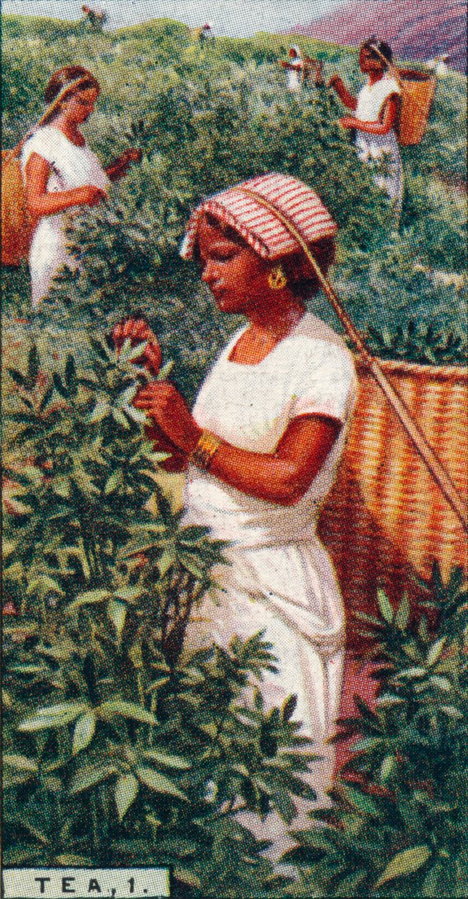 Herbata, 1. - Zrywanie liści, Cejlon, 1928 autorstwa Unbekannt