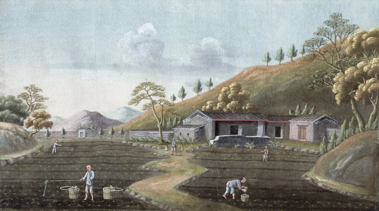 Sadzenie herbaty, Chiny, XIX w. autorstwa Unbekannt