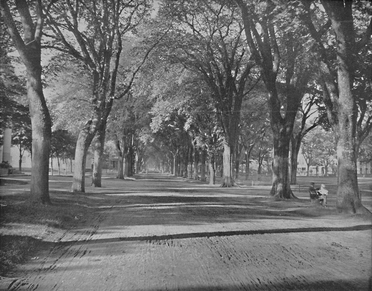 Wiązów, New Haven, Connecticut, c1897. autorstwa Unbekannt