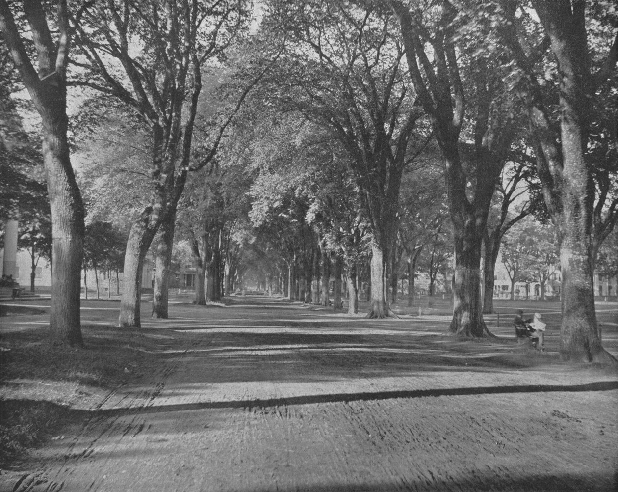Wiązów, New Haven, Connecticut, USA, ok. 1900. autorstwa Unbekannt