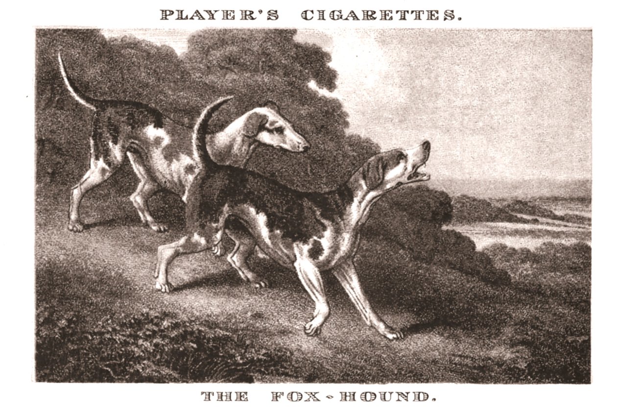 Foxhound, 1924. autorstwa Unbekannt