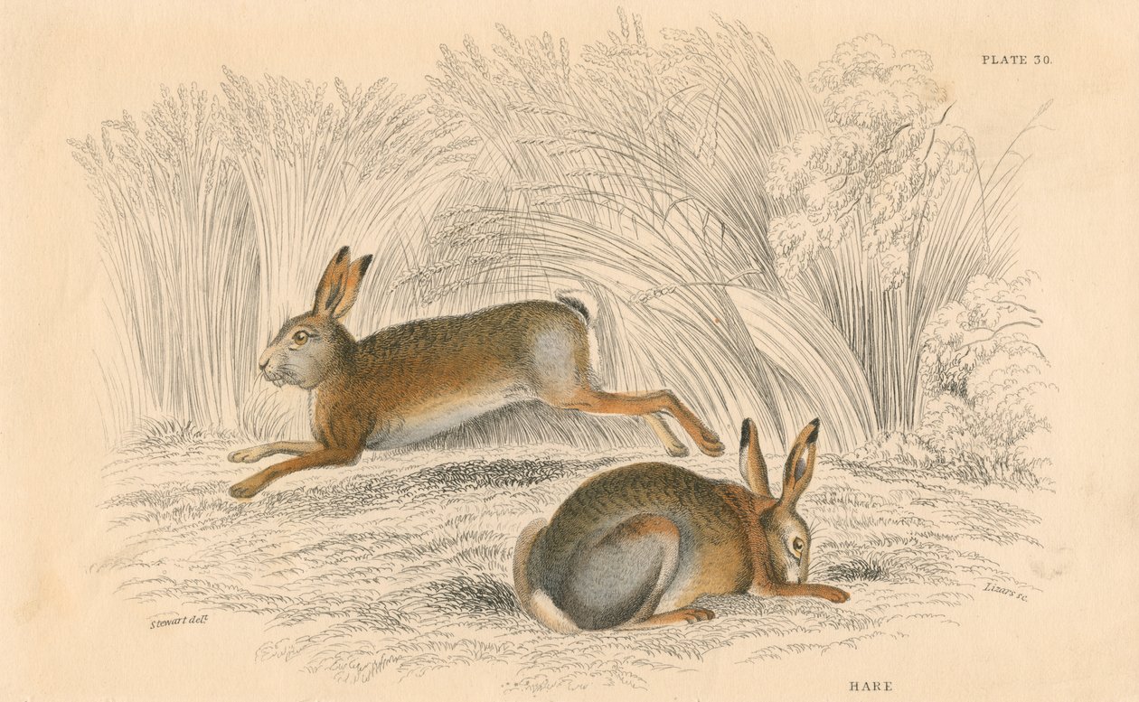 Zając Lepus europaeus, 1828 r. autorstwa Unbekannt