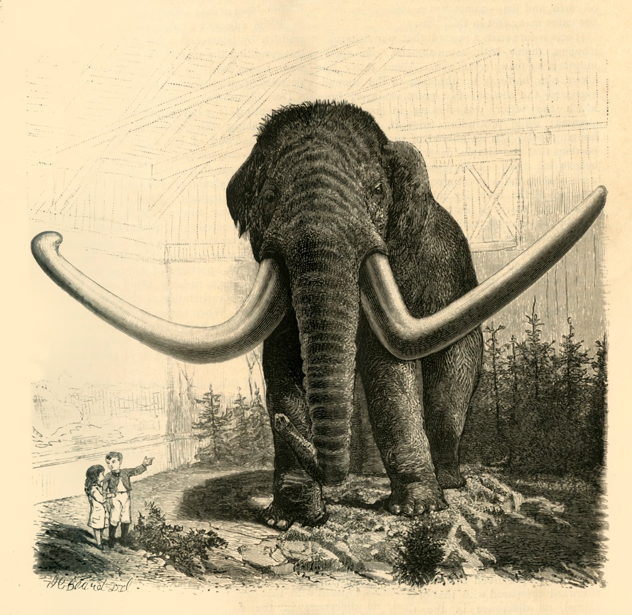 Mamut Petersburga, 1883 r. autorstwa Unbekannt