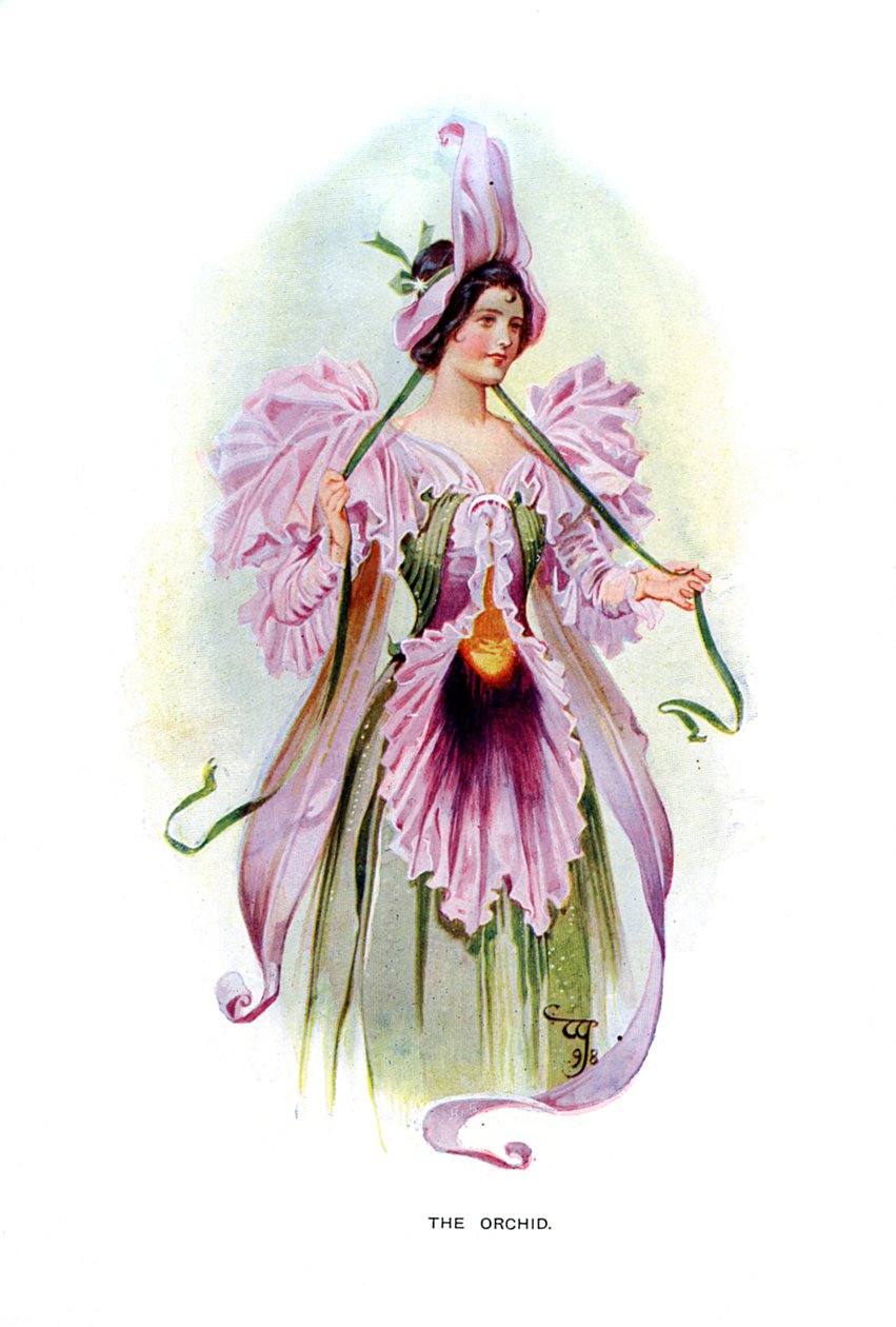 Orchidea, 1899 autorstwa Unbekannt