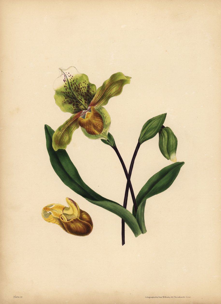 Szlachetny Pantofelek Damy, Cypripedium reginae, Podobieństwo autorstwa Unbekannt