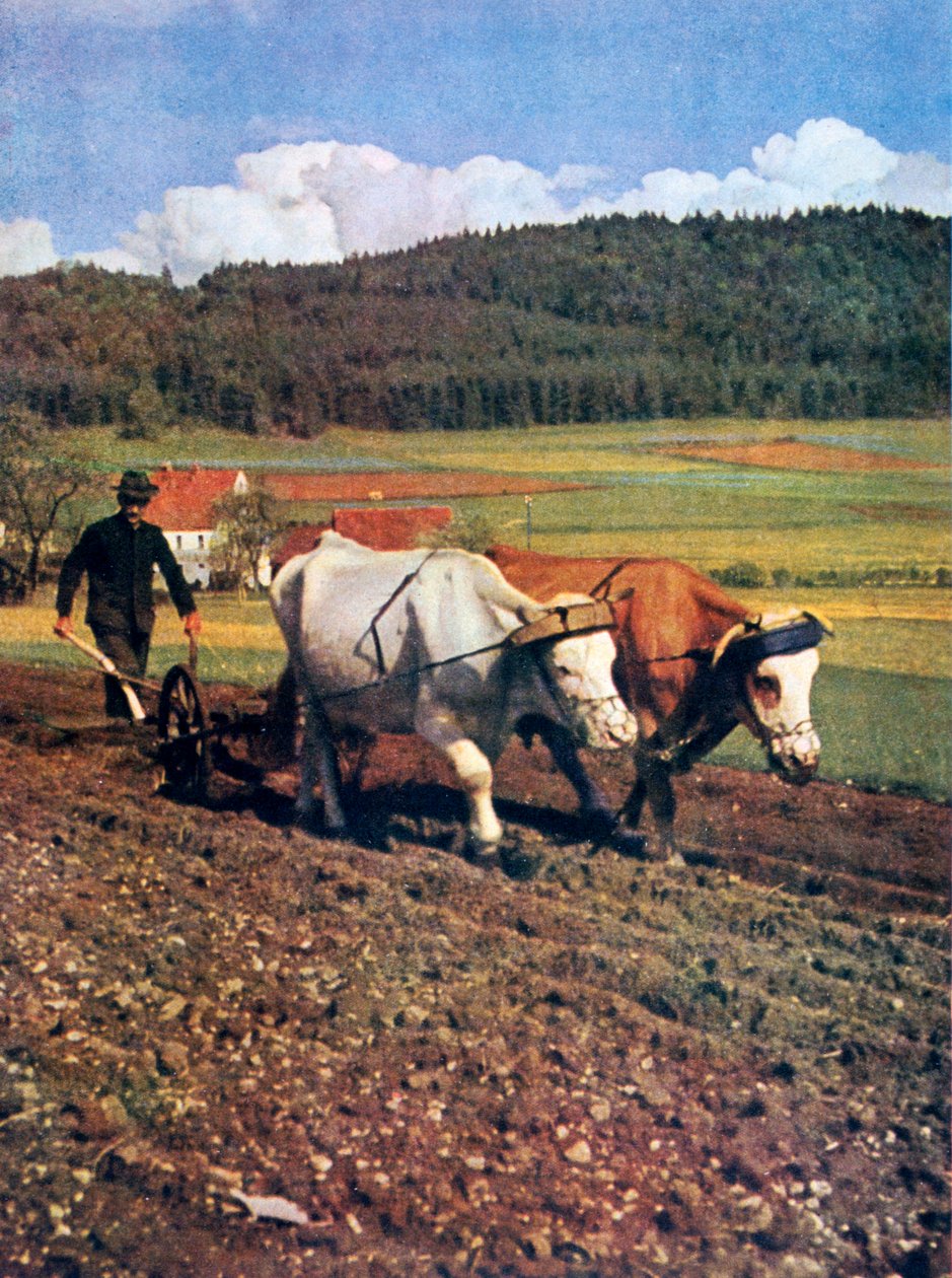 Uprawa, Niemcy, 1943 autorstwa Unbekannt