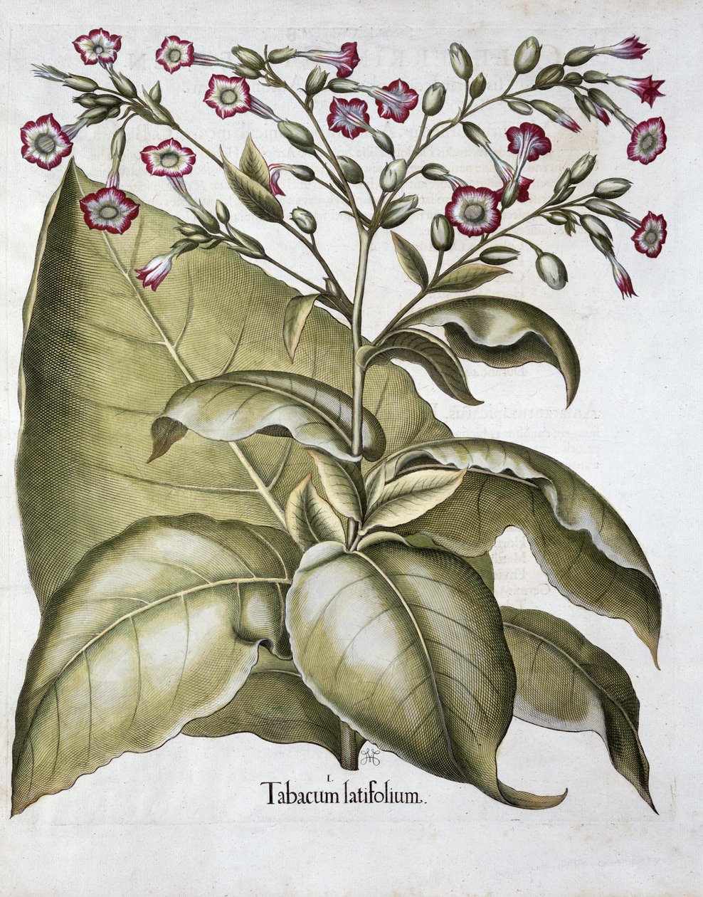 Fabryka tytoniu, 1613 autorstwa Unbekannt