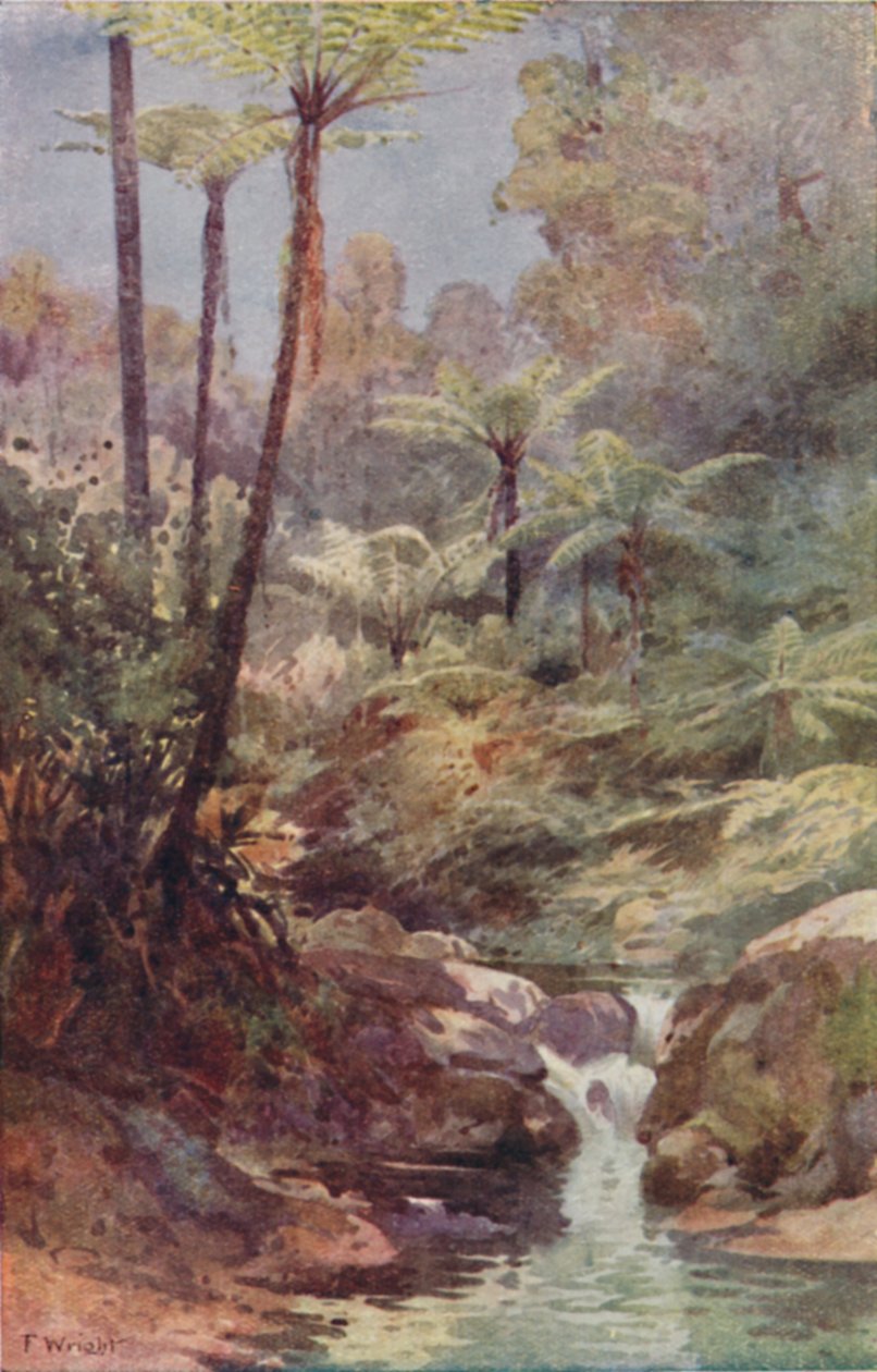 Drzewiaste Paprocie, 1923. autorstwa Unbekannt