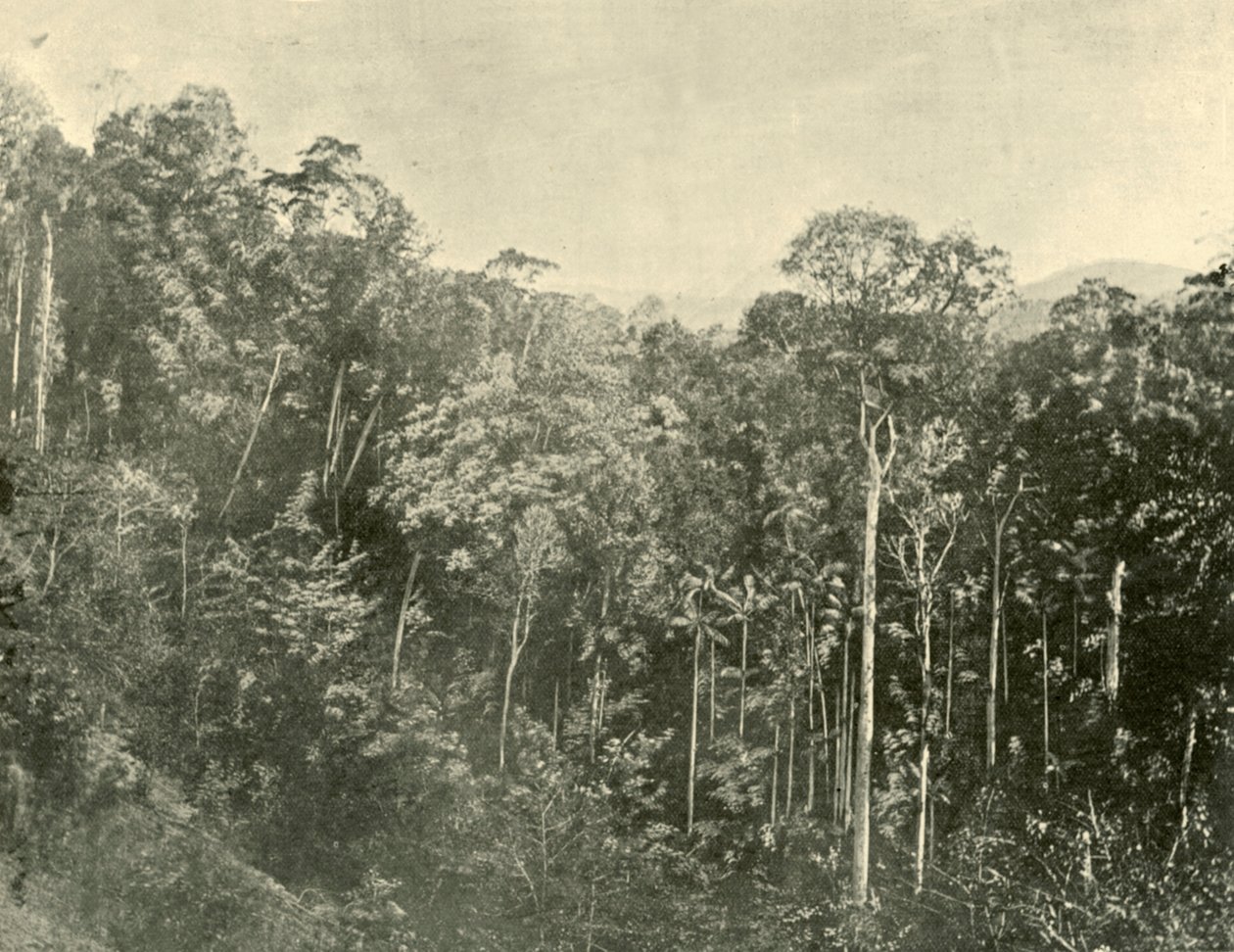 Tropikalne Scrubs, Blackall Range, Queensland, 1901. autorstwa Unbekannt