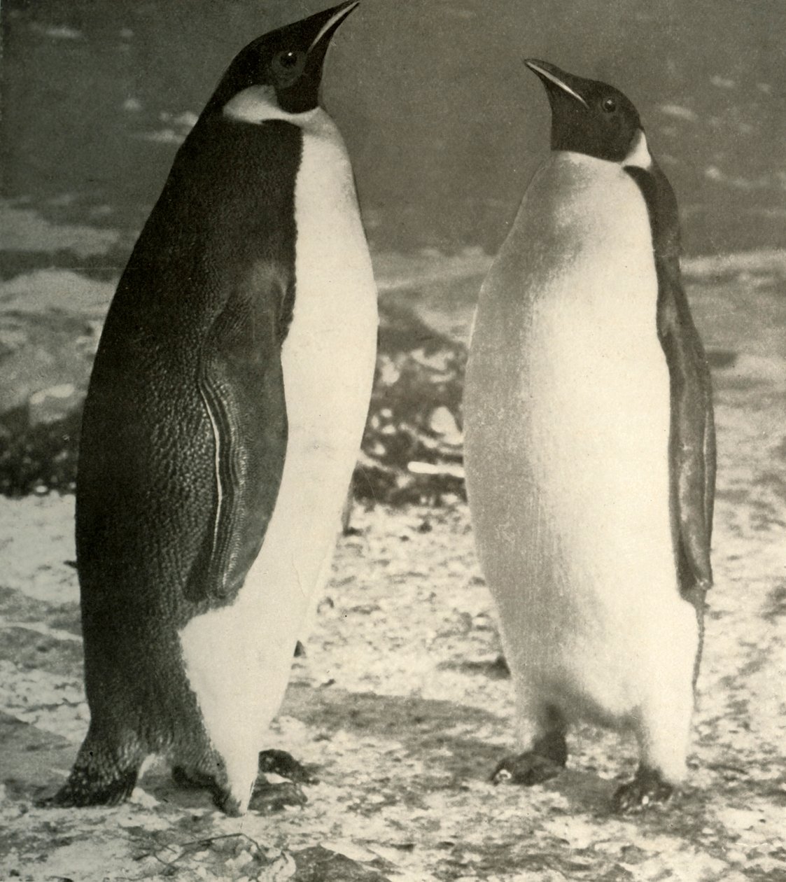 Dwa pingwiny cesarskie, ok. 1908, 1909. autorstwa Unbekannt