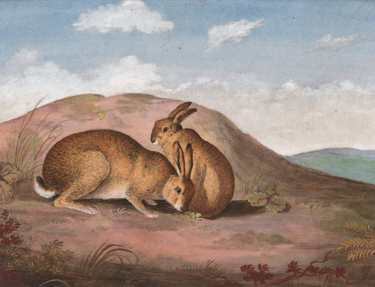 Dwa zające: na zboczu wzgórza, ca. 1805. autorstwa Unbekannt
