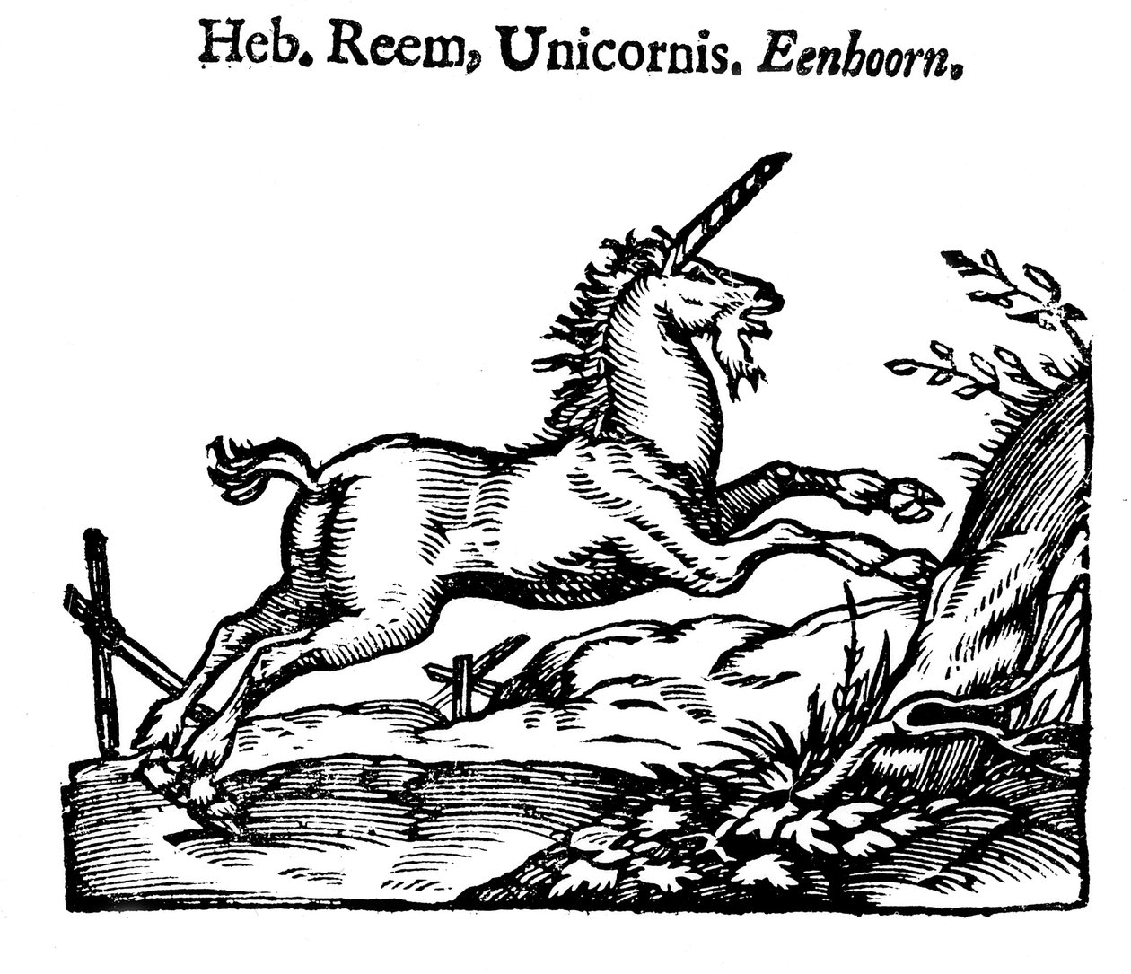 Jednorożec, 1644 autorstwa Unbekannt