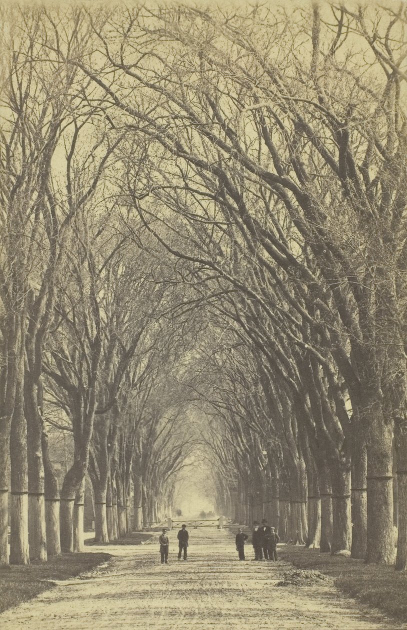 Aleja drzew bez tytułu, 1840-1900. autorstwa Unbekannt