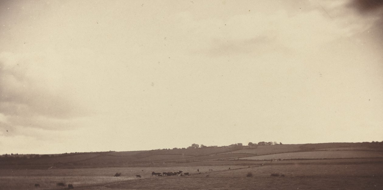 Widok pól z krowami, lata 50.-1860. autorstwa Unbekannt