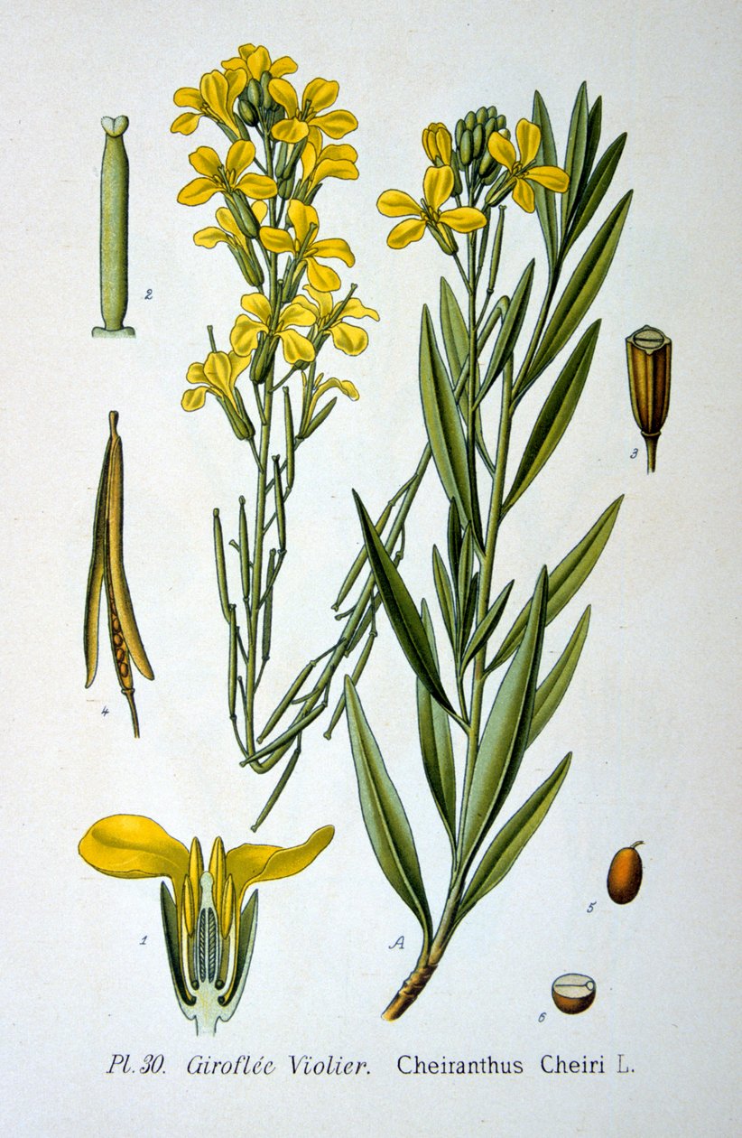 Wallflower, 1893 autorstwa Unbekannt