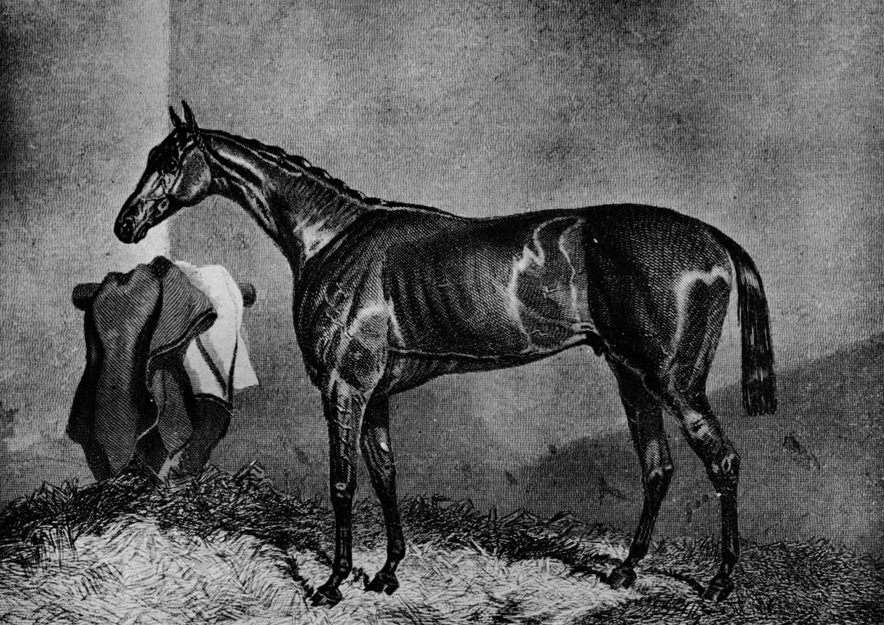 Dziki Dayrell, 1852-1870, 1911 autorstwa Unbekannt