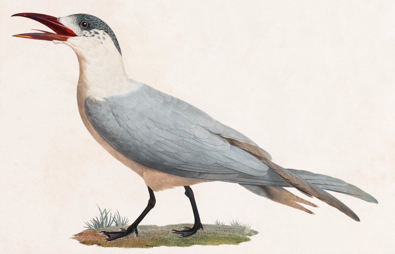 Kolorowa ilustracja ptaka autorstwa Unbekannt