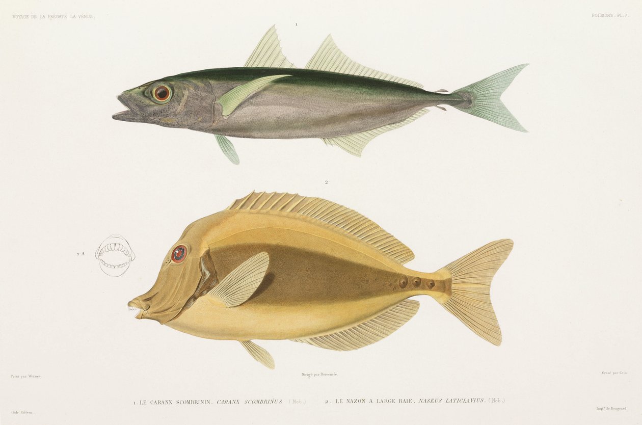 Amberstripe scad i Razor Scad autorstwa Unbekannter Künstler